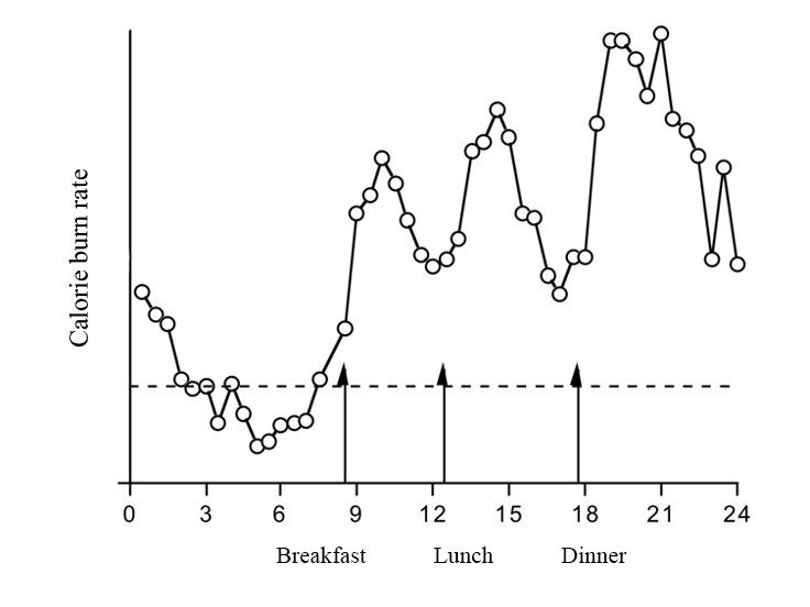 Diet-induced thermogenesis over 24 hours